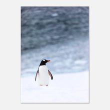 Antarctic Stroll Poster – eleganter Pinguin im Schnee, hochwertiger Tierkunst-Druck ohne Rahmen.